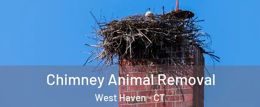 Chimney Animal Removal West Haven - CT