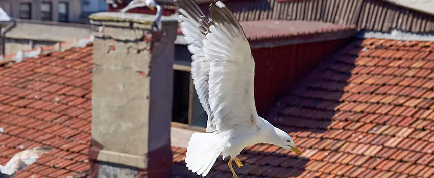 Residential Chimney Animal Removal Solution in West Haven, CT